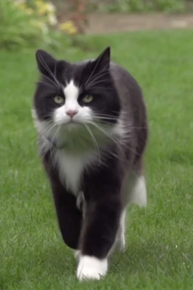 BBC Horizon - The Secret Life of the Cat