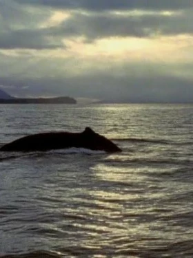 Humpback Whale Birth of a Giant